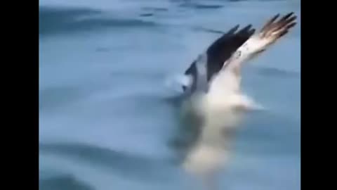 eagle 🦅 attack video# most amazing moment