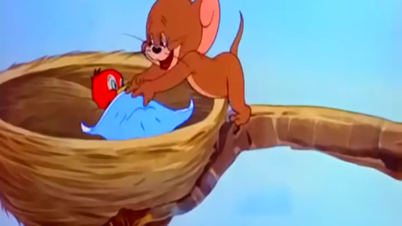 Tom and jerry cartoon