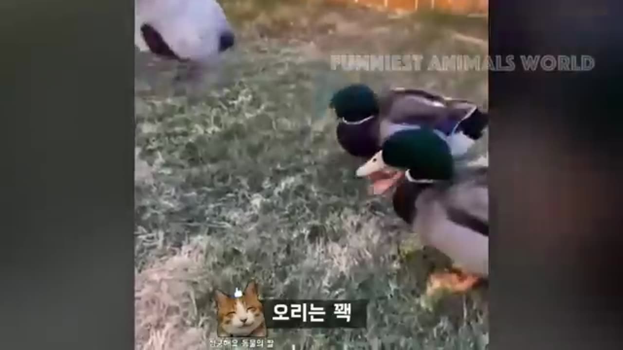 Best Funny Animal Videos