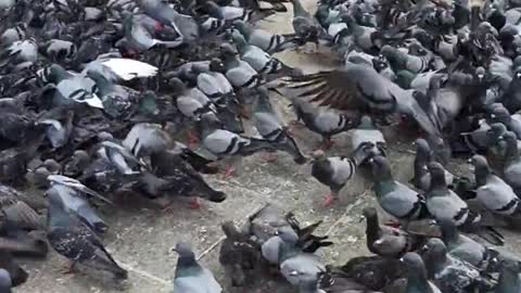 Pigeon video