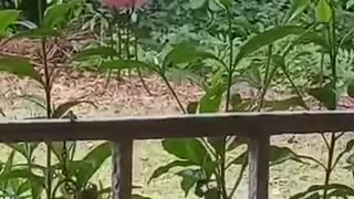 Smart Squirrel