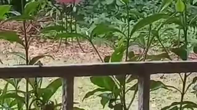 Smart Squirrel