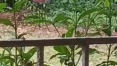 Smart Squirrel