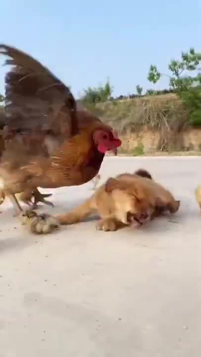 0:13 NOW PLAYING Funny Animal Videos - Awesome Funny Pet Animals |