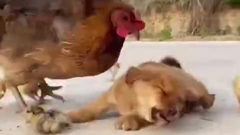 0:13 NOW PLAYING Funny Animal Videos - Awesome Funny Pet Animals |