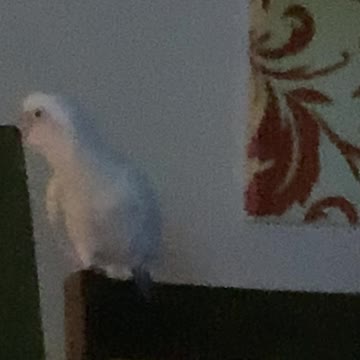 Goffin cockatoo nightly singing
