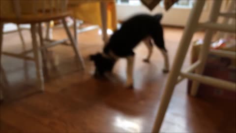 A Puppy, An Ice Cube, And a Hardwood Floor