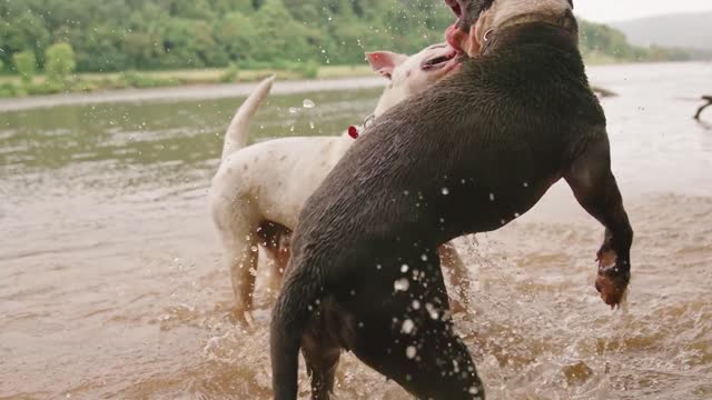 Two dogs are playing together it's wonderful looks