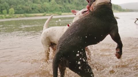 Two dogs are playing together it's wonderful looks