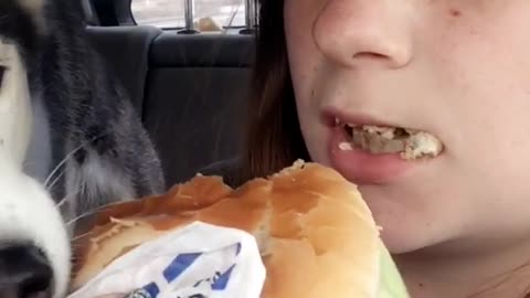 Husky stealing girls burger in car while shes eating it