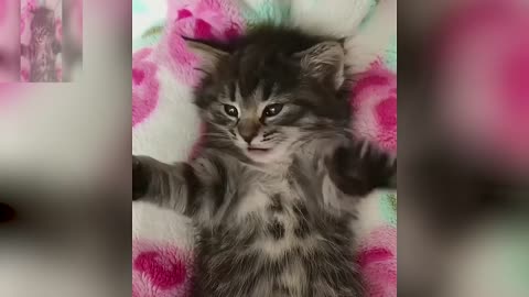 The cat that waved its claws