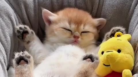 Sleepy kitty