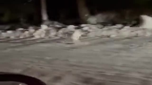 The hare is fined and deprived of his rights