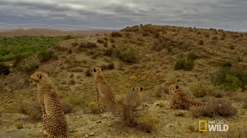 Baby Animals Find Their Footing | Animal Moms