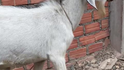 so cute goat