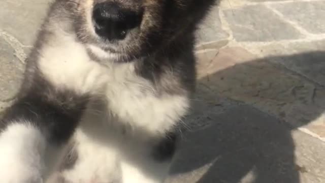 German shepherd puppy shakes hands on concrete