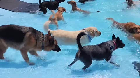 They’re all so well behaved 🐶