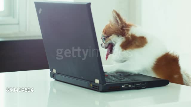 Chihuahua wearing glasses playing laptop