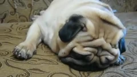 Pug snores.