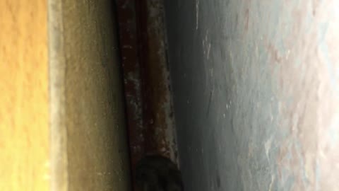 Secret Agent Hamster Gets Caught Climbing