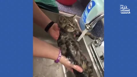 20 Minutes of Adorable Kittens - #cat #cute #kitten #pets #meow #videos #shorts #dog