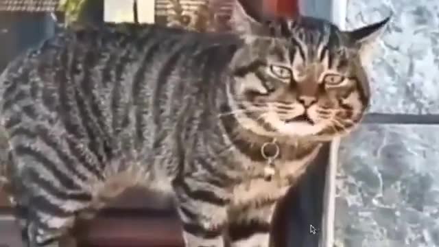 Funny cat speaking amazingly #cat conversation