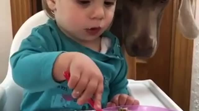Adorable chien de compagnie, guéris toi tous les jours