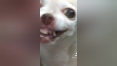 dog laughing😂😂