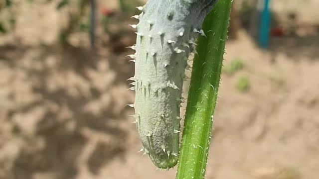 Grow cucumbers