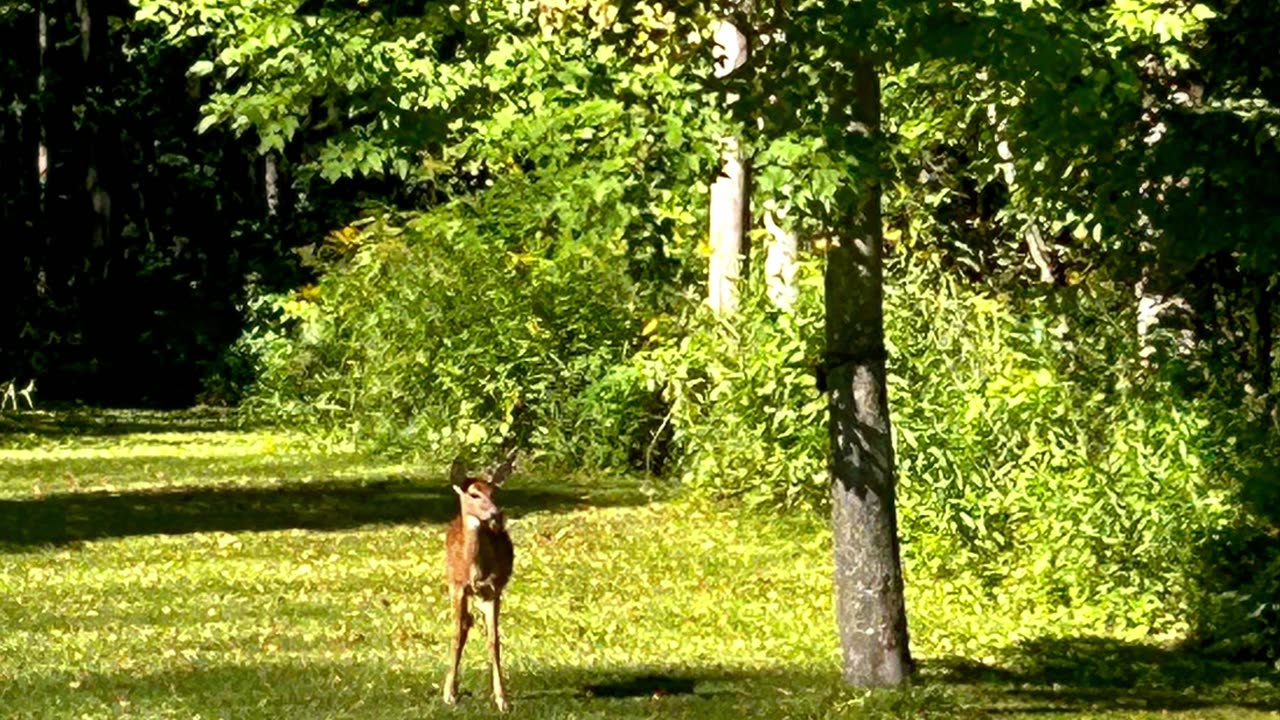 Deer hanging out at the backyard