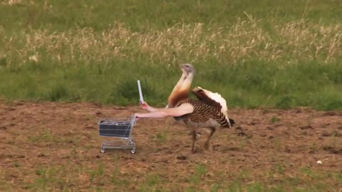 Bird 🐦 With Arms