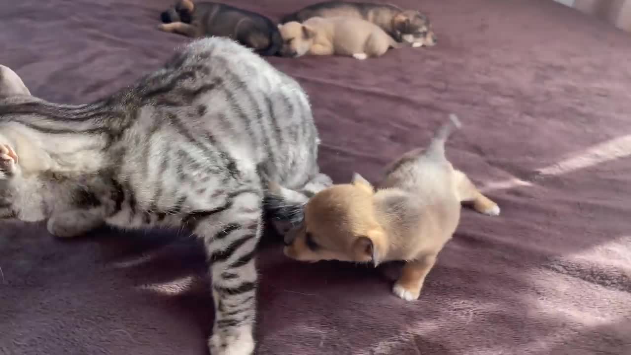 Baby puppy funny reaction to cat