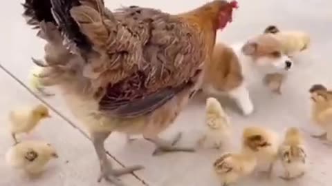 Chicken, chicks and little puppies