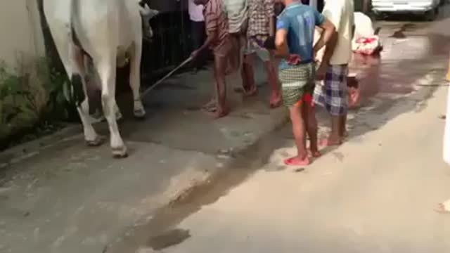 This is why you shouldn't play with animals.