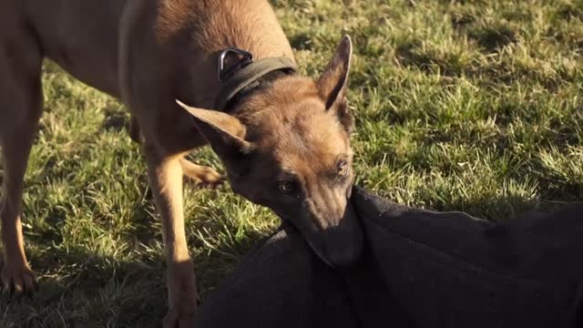 Police Week 2016 - Military Working Dogs