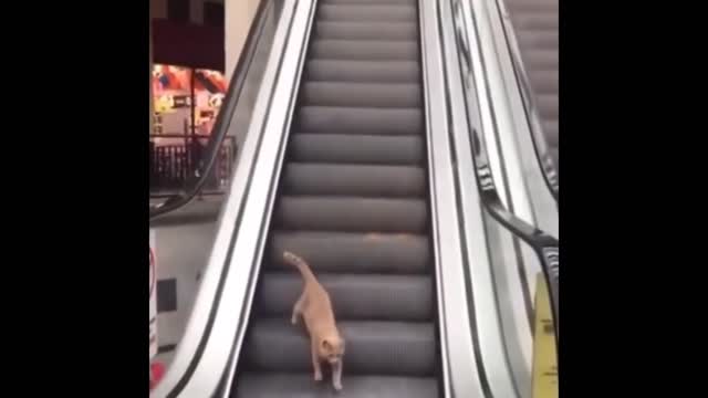 When cat try to use lader