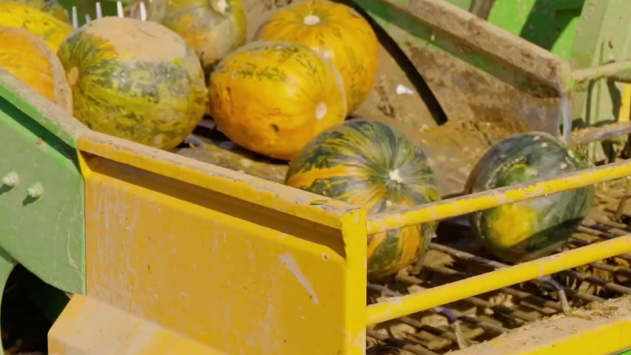 a Combine Harvester Load Pumpkins to Harvest Seeds