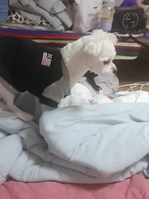 가자가자 하면 밖에나가는줄알고 나갈려는 강아지