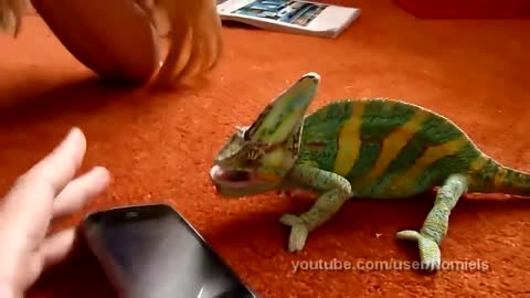 Chameleon was frightened by iPhone