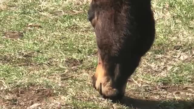 hey horse， what are you eating?