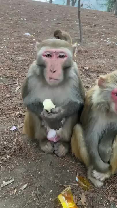Funny Monkey Videos - A Funny Monkeys Compilation 2022