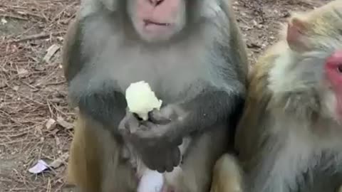 Funny Monkey Videos - A Funny Monkeys Compilation 2022