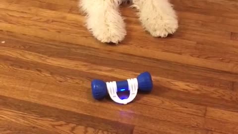 White shaggy dog grabs blue rolling toy