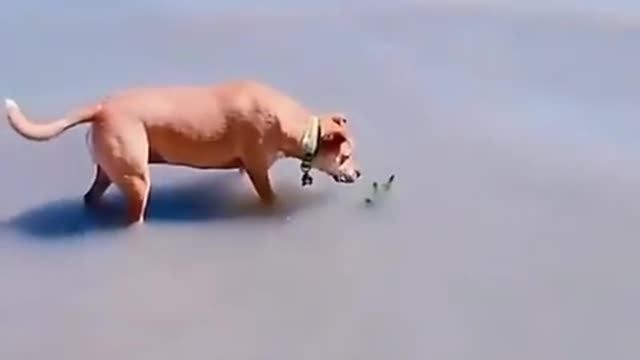 The dog get suprised when he was catching fish