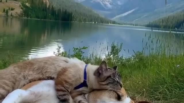 A nice cat resting with a dog in the wild