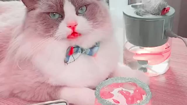 Soft cat fancam, white cat