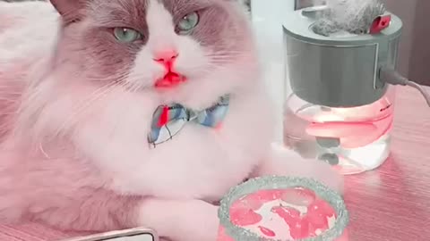 Soft cat fancam, white cat