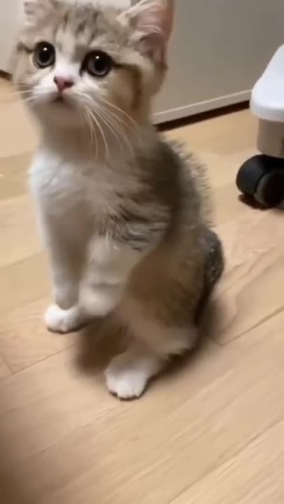 so cute cat 😺 one'like this cutie pie ❤️ #animals #catlover