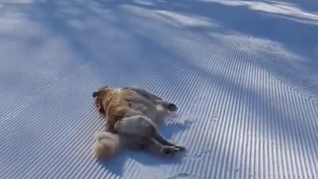 You Will Laugh In 10 Seconds