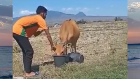 Funny cow video